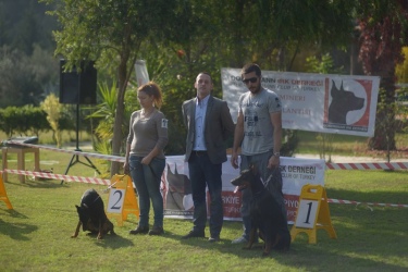 secereli_doberman_clubshow_1
