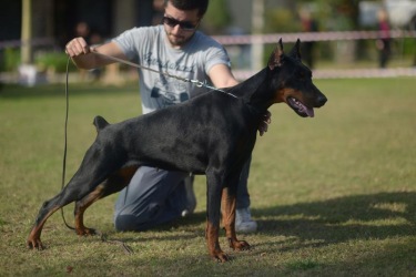 secereli_doberman_clubshow_2