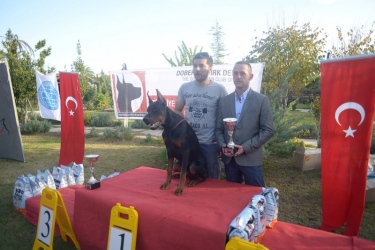 secereli_doberman_clubshow_3_sirius