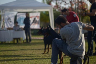 secereli_doberman_clubshow_4